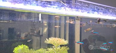 Guppy mix endler/poecilia