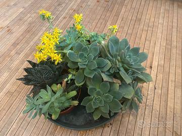 Piante succulente / grasse miste in vaso