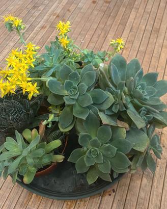 Piante succulente / grasse miste in vaso