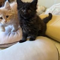 Maine coon con pedigree cuccioli