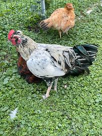 Gallo giovane