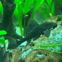 Hypostomus plecostomus