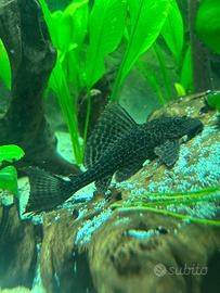 Hypostomus plecostomus