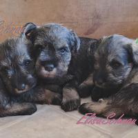 Cucciolo Schnauzer Nano PepeSale