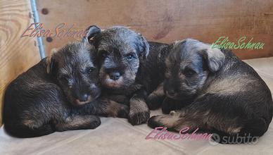 Cucciolo Schnauzer Nano PepeSale