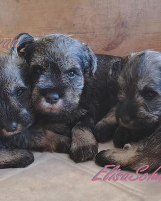 Cucciolo Schnauzer Nano PepeSale
