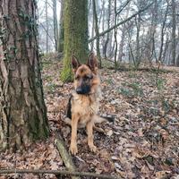 Splendido pastore tedesco femmina 18 mesi