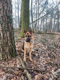 Splendido pastore tedesco femmina 18 mesi