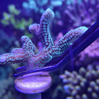 Seriatopora Caliendrum