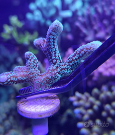 Seriatopora Caliendrum