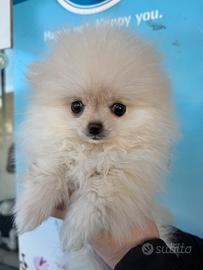 Spitz di Pomerania Toy