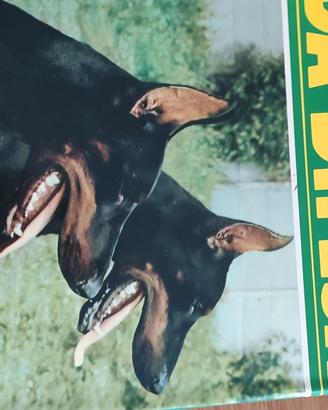 Libro Cani