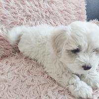 Maltese toy
