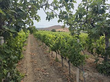 Vendita terreno agricolo