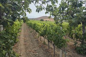 Vendita terreno agricolo