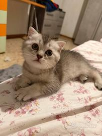 Scottish fold maschietto