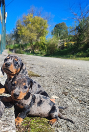 Bassotto Tedesco Cuccioli Arlecchino Silver