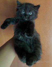 Cucciolo simil Siberiano