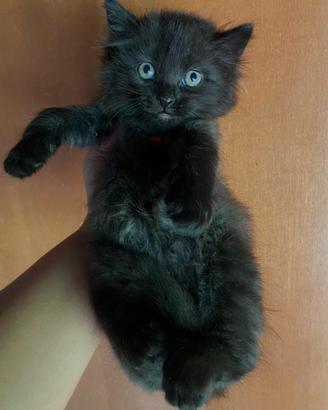 Cucciolo simil Siberiano