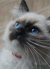 Cuccioli Ragdol