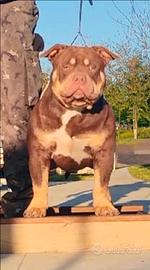 American bully per accoppiamento