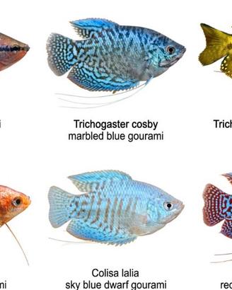 Pesci tropicali colisa e trichogaster