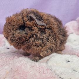 Lunkarya cavia