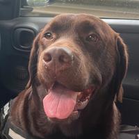 Maschio Labrador con pedigree per monta