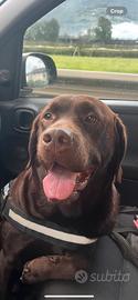 Maschio Labrador con pedigree per monta