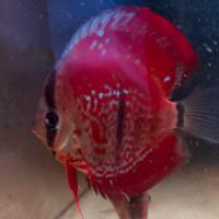 Discus