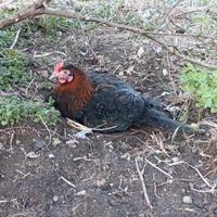 Coppia galline marans