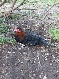 Coppia galline marans