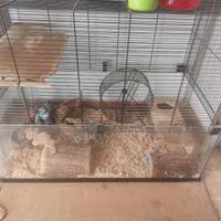 Due Degu del Chile, fratelli