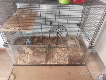 Due Degu del Chile, fratelli