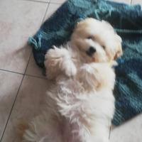 Cucciole di Maltipoo colore biscotto