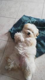 Cucciole di Maltipoo colore biscotto