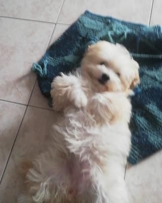 Cucciole di Maltipoo colore biscotto