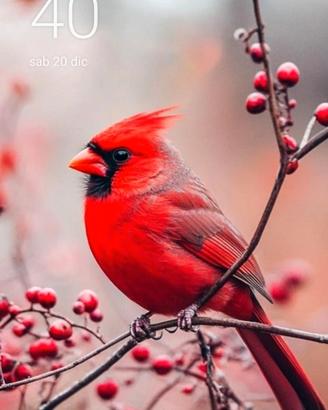 Curo il tuo animale se devi andare in vacanza