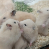 Criceti dorati abituati con i bambini