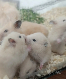 Criceti dorati abituati con i bambini