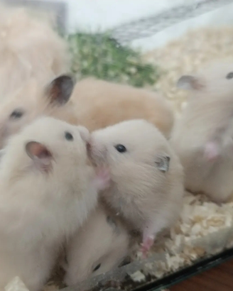 Criceti dorati abituati con i bambini