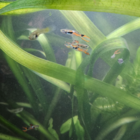 Endler pesci tropicali