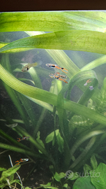 Endler pesci tropicali