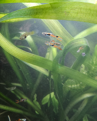 Endler pesci tropicali