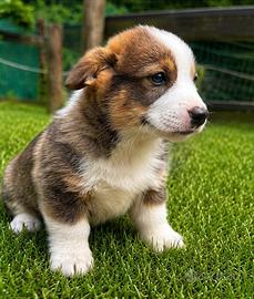 Corgi Pembroke