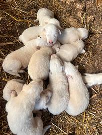 Cuccioli di pastore maremmano
