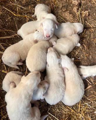 Cuccioli di pastore maremmano