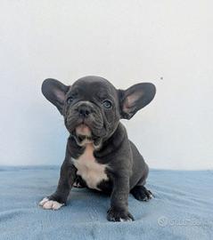 Bulldog francesi maschi esotici