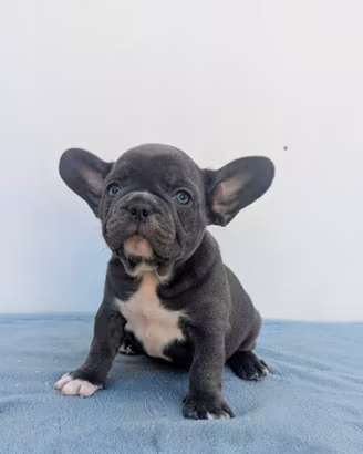 Bulldog francesi maschi esotici