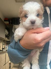 Biwer Yorkshire terrier con pedigree